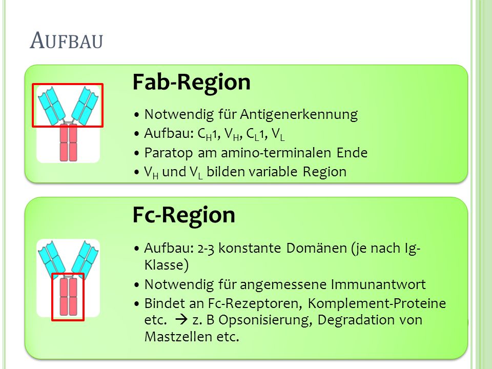 Aufbau Fab-Region Fc-Region Notwendig für Antigenerkennung