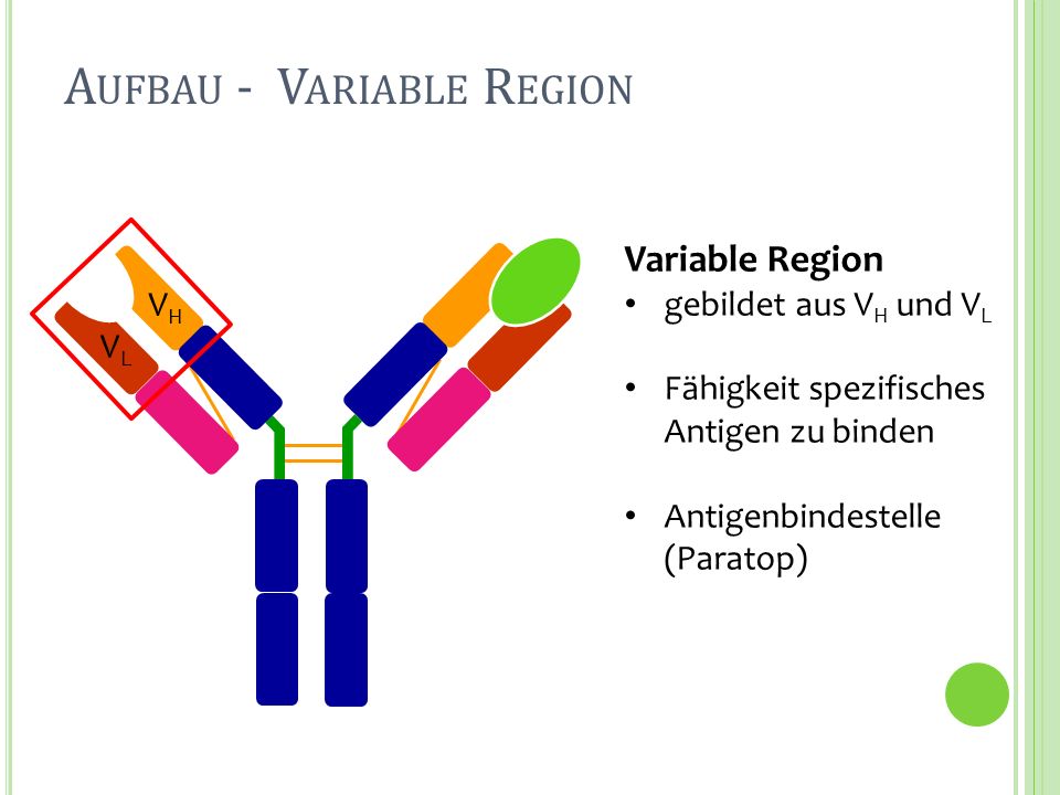 Aufbau - Variable Region