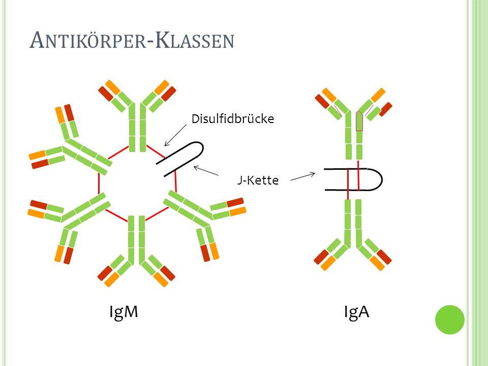 Antikörper-Klassen IgM IgA Disulfidbrücke J-Kette 150 kDa Molekülmasse