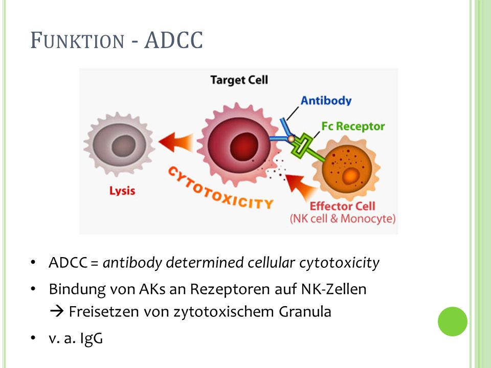 Funktion - ADCC ADCC = antibody determined cellular cytotoxicity
