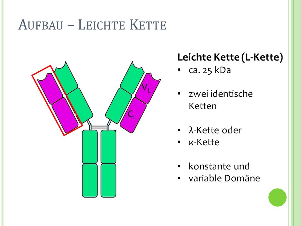 Aufbau – Leichte Kette Leichte Kette (L-Kette) VL CL ca. 25 kDa