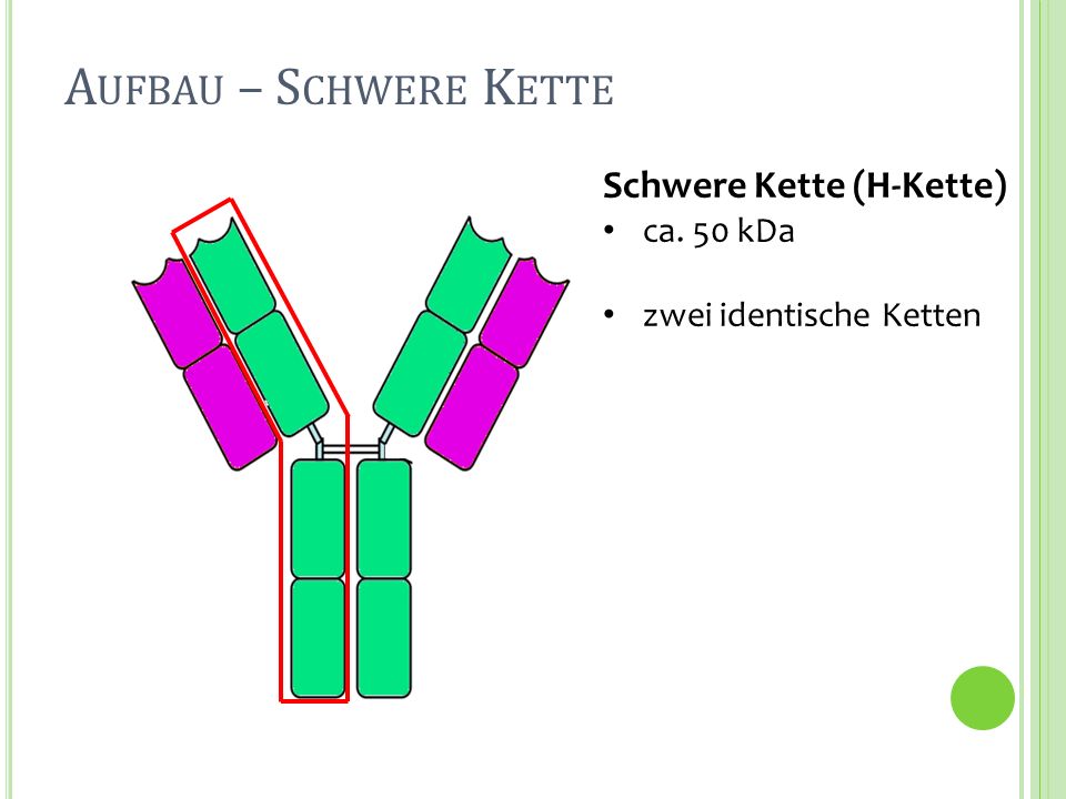 Aufbau – Schwere Kette Schwere Kette (H-Kette) ca. 50 kDa