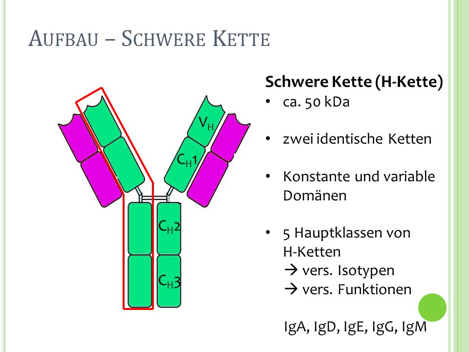 Aufbau – Schwere Kette Schwere Kette (H-Kette) VH CH1 CH2 CH3