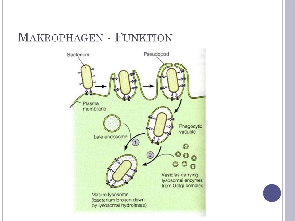 Makrophagen - Funktion
