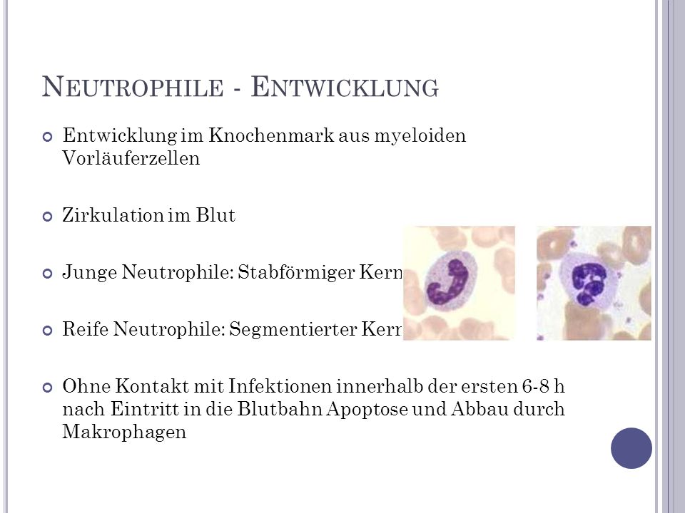 Neutrophile - Entwicklung