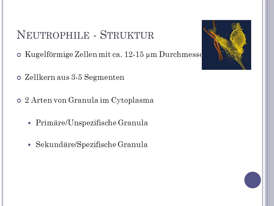 Neutrophile - Struktur