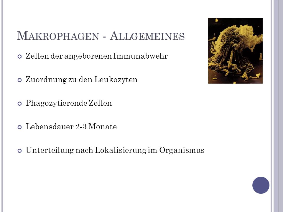 Makrophagen - Allgemeines