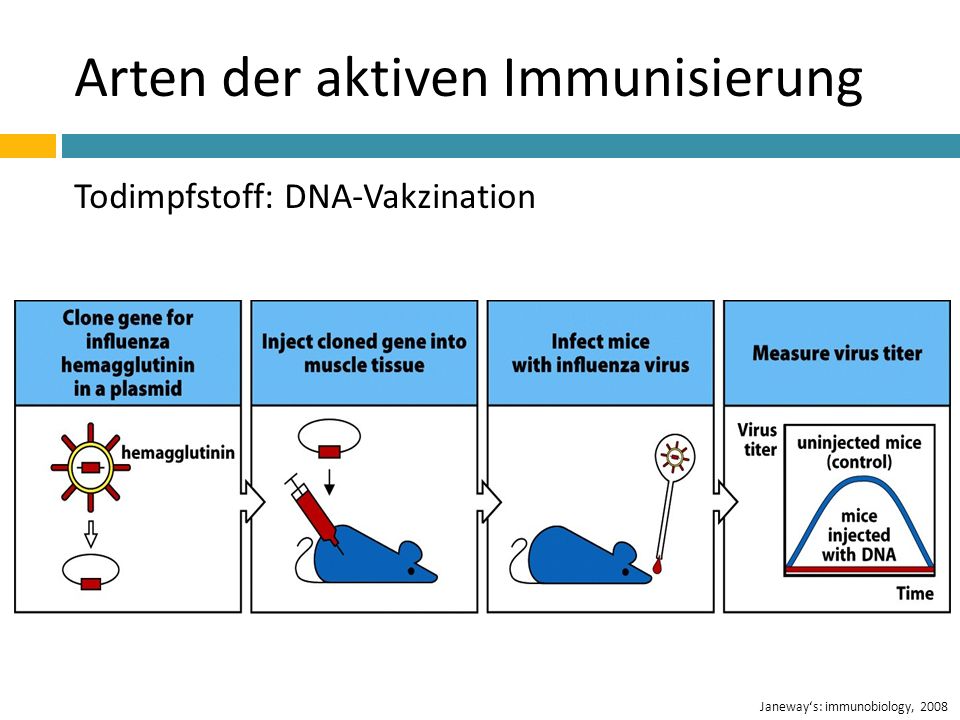 Arten der aktiven Immunisierung