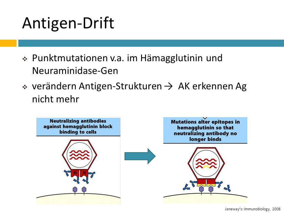 Antigen-Drift Punktmutationen v.a. im Hämagglutinin und Neuraminidase-Gen. verändern Antigen-Strukturen → AK erkennen Ag nicht mehr.