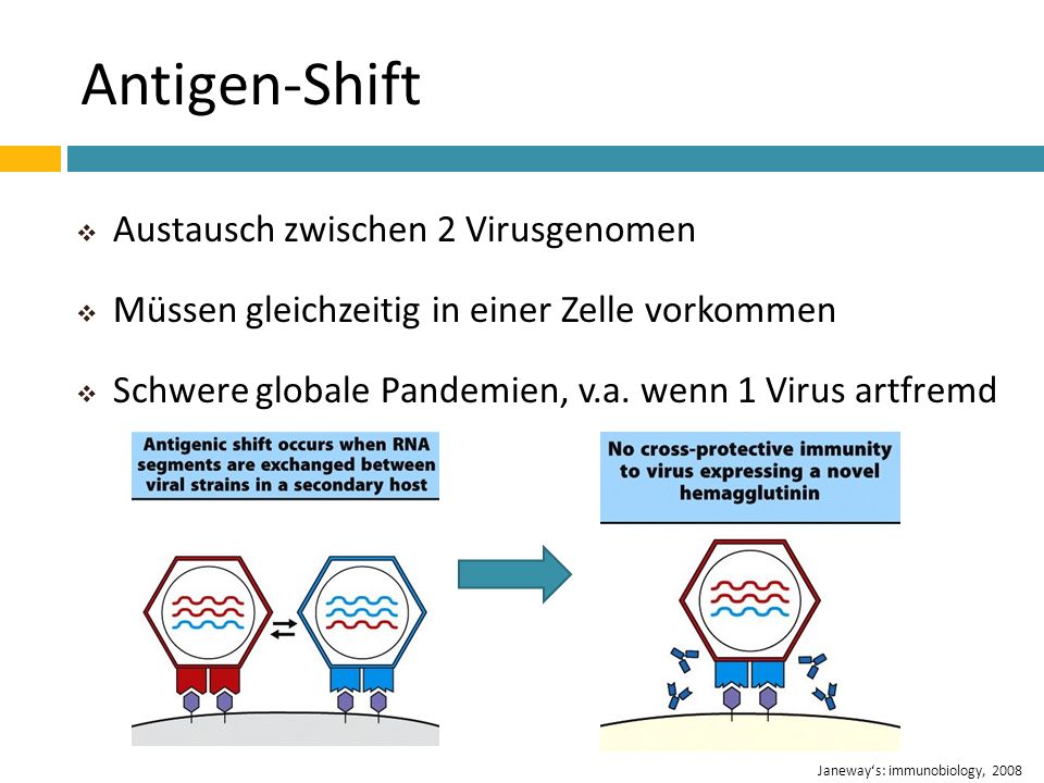 Antigen-Shift Austausch zwischen 2 Virusgenomen
