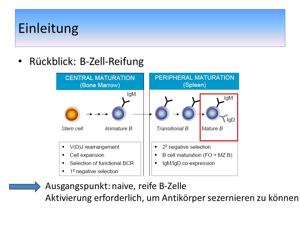 Einleitung Rückblick: B-Zell-Reifung