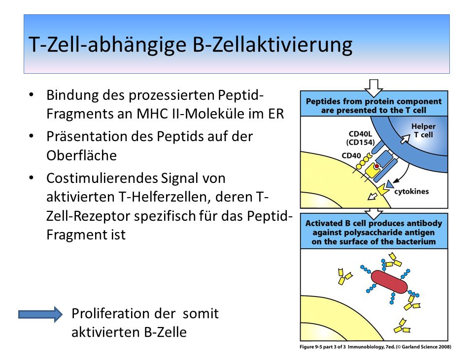 T-Zell-abhängige B-Zellaktivierung