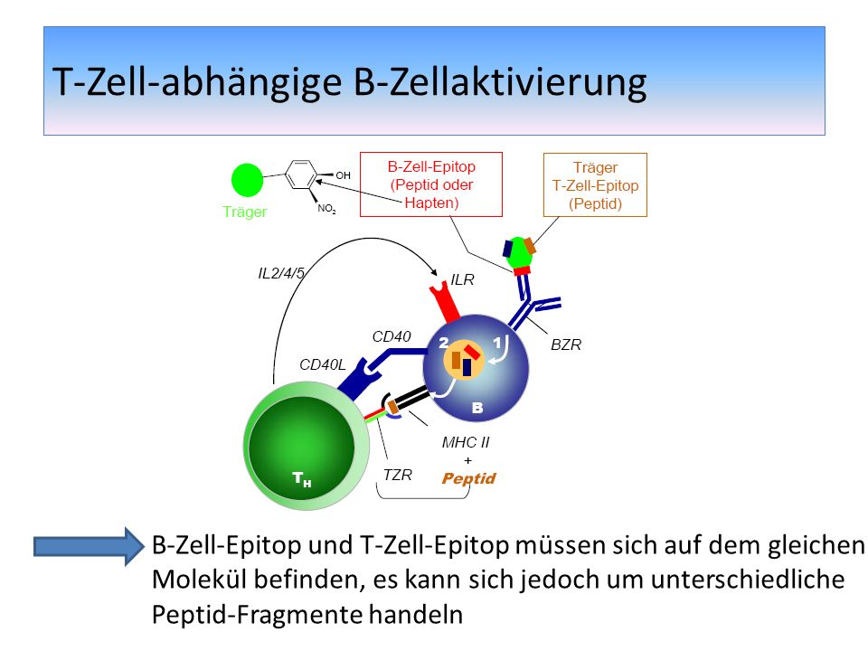 T-Zell-abhängige B-Zellaktivierung
