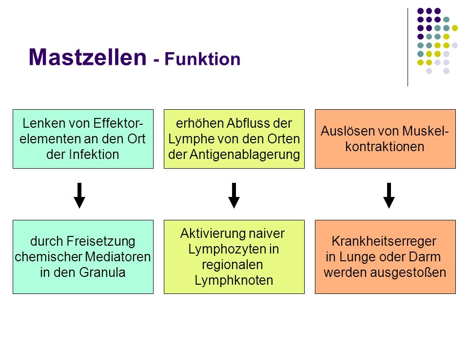 Mastzellen - Funktion Lenken von Effektor- elementen an den Ort