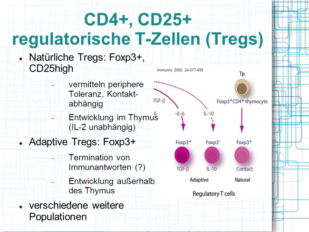 CD4+, CD25+ regulatorische T-Zellen (Tregs)