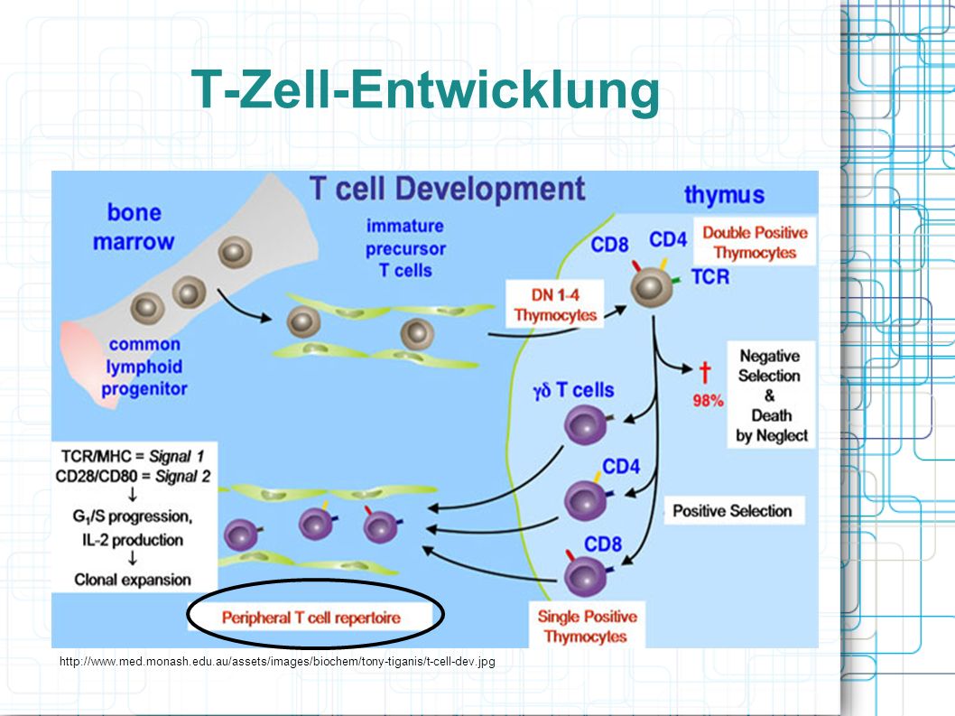 T-Zell-Entwicklung