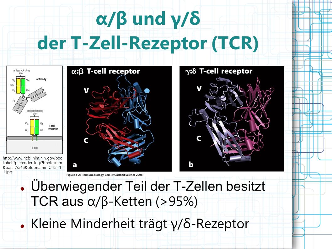 α/β und γ/δ der T-Zell-Rezeptor (TCR)