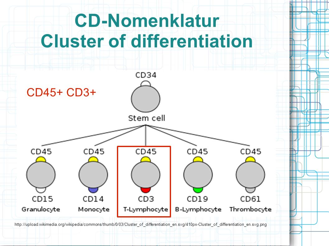 CD-Nomenklatur Cluster of differentiation