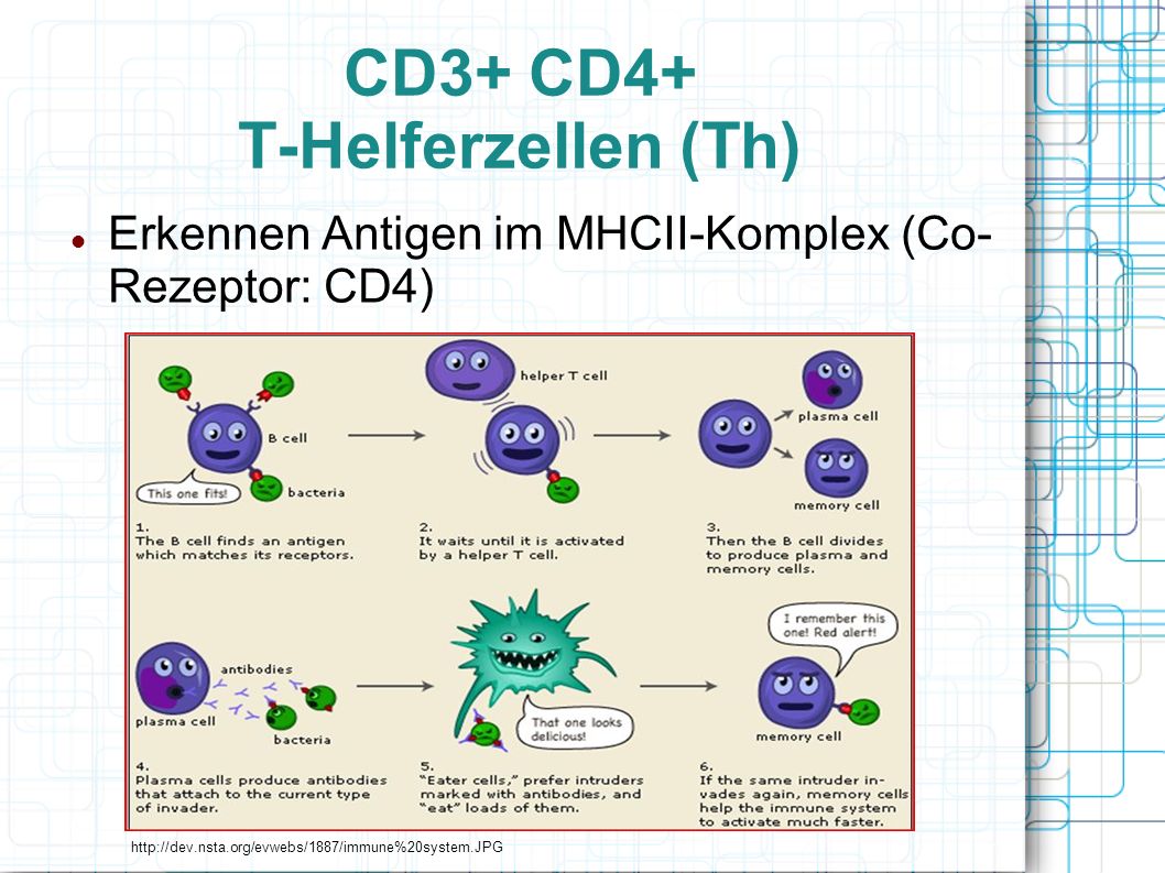 CD3+ CD4+ T-Helferzellen (Th)