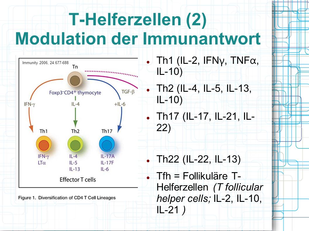 T-Helferzellen (2) Modulation der Immunantwort