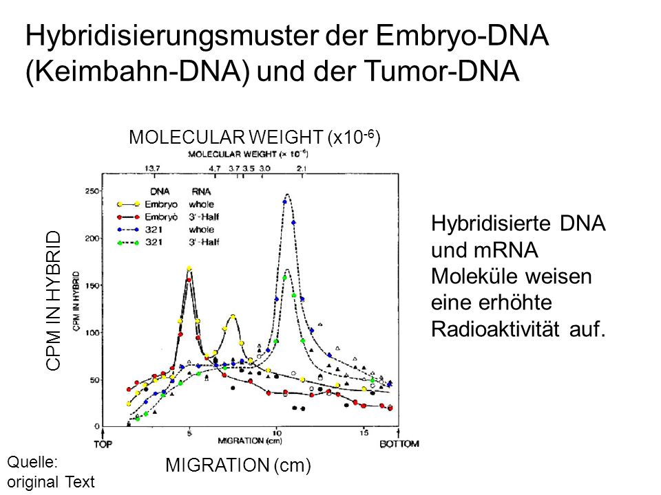 Hybridisierungsmuster der Embryo-DNA (Keimbahn-DNA) und der Tumor-DNA