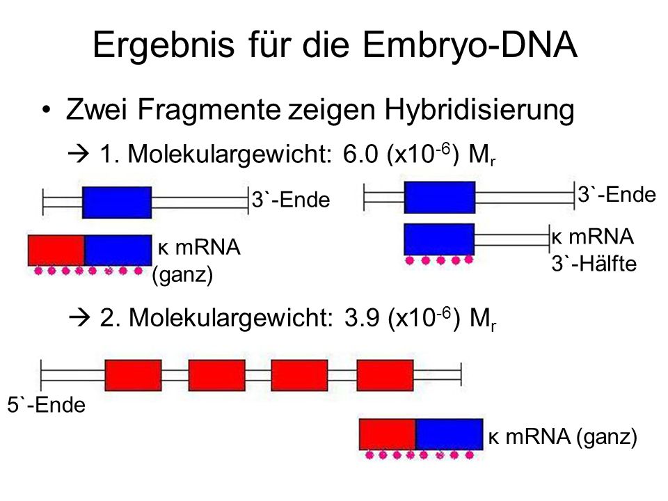 Ergebnis für die Embryo-DNA