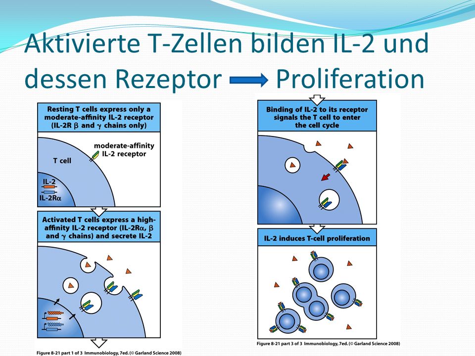 Aktivierte T-Zellen bilden IL-2 und dessen Rezeptor Proliferation