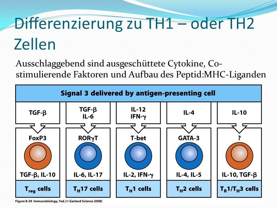 Differenzierung zu TH1 – oder TH2 Zellen