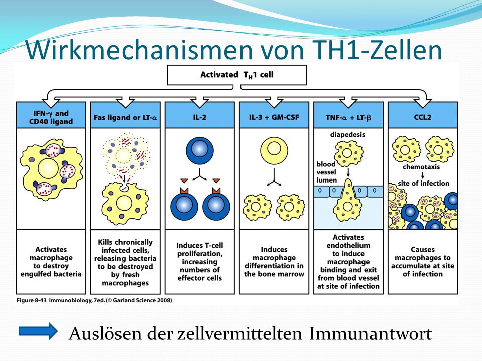 Wirkmechanismen von TH1-Zellen