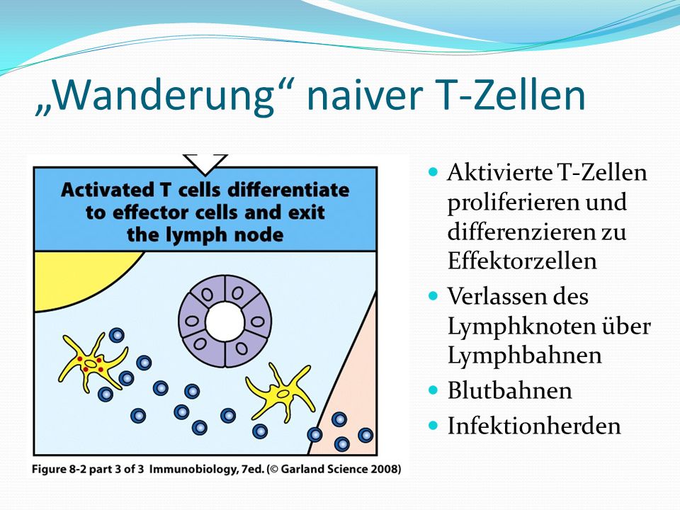 „Wanderung naiver T-Zellen