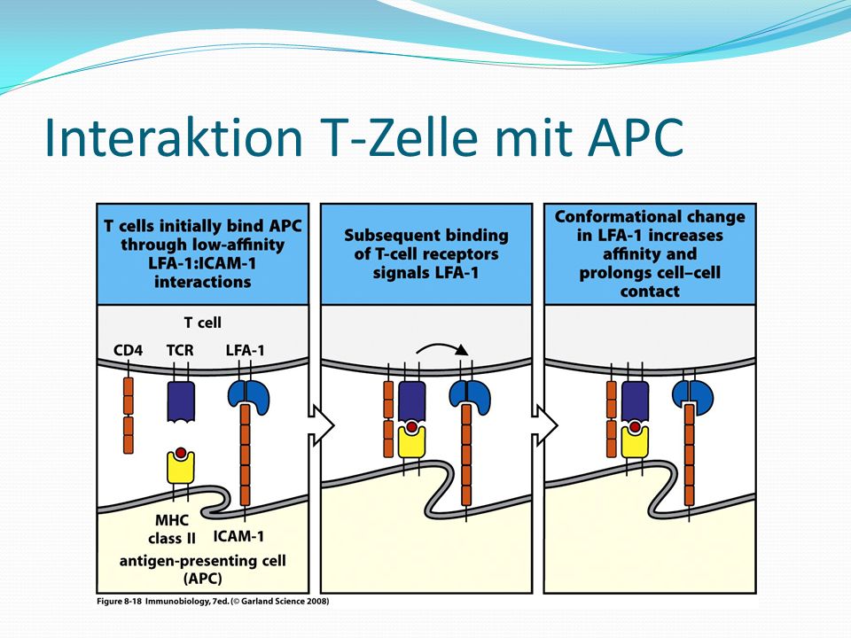 Interaktion T-Zelle mit APC