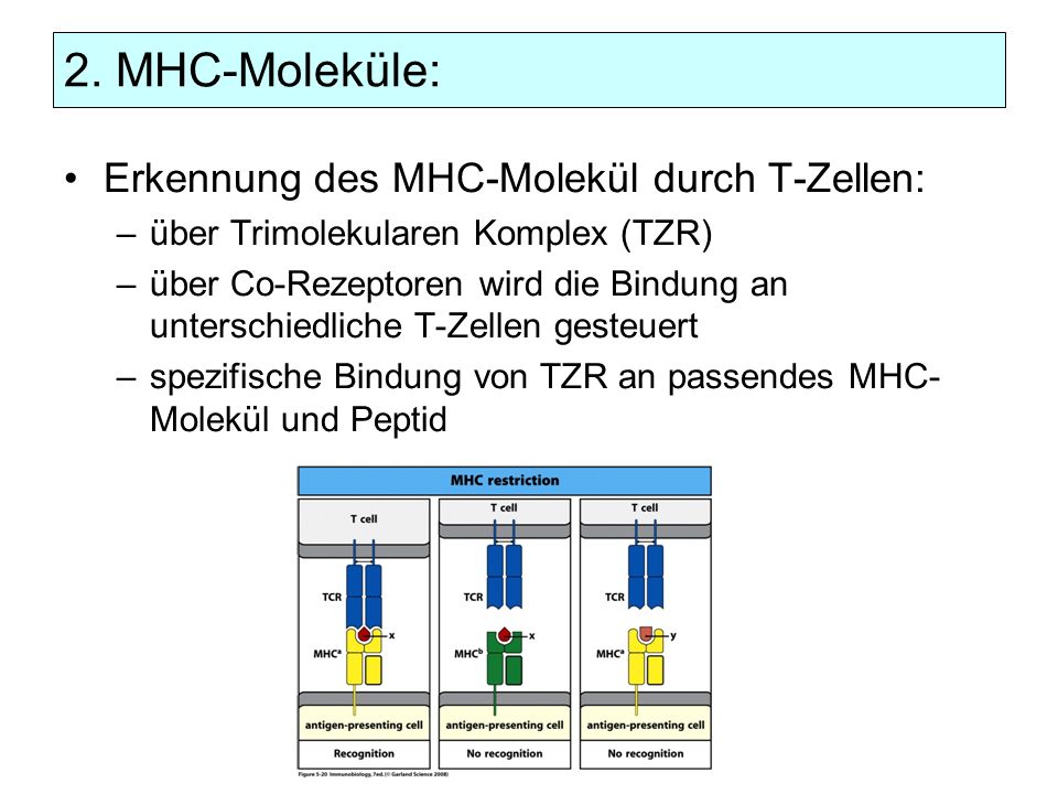 2. MHC-Moleküle: Erkennung des MHC-Molekül durch T-Zellen: