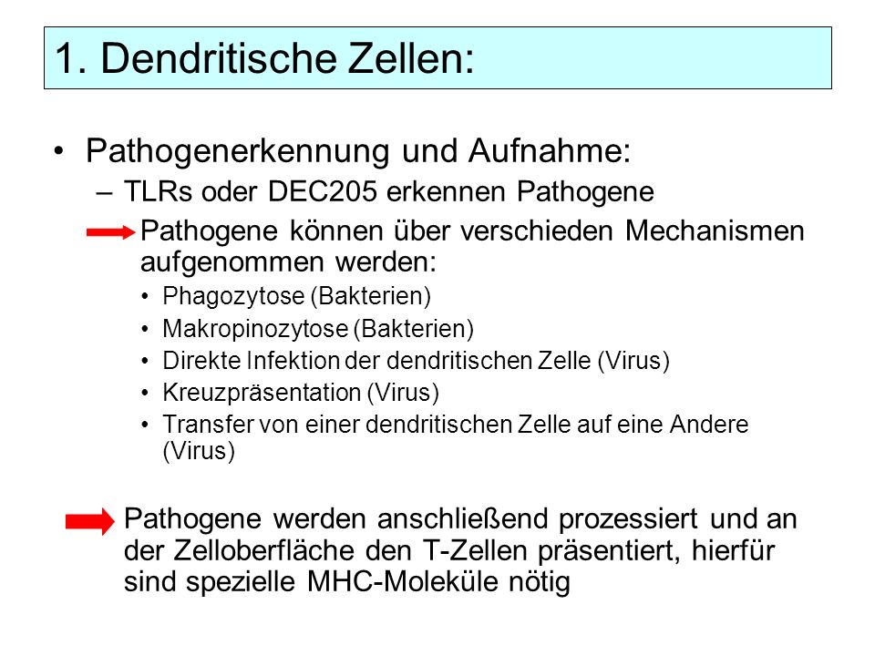 1. Dendritische Zellen: Pathogenerkennung und Aufnahme: