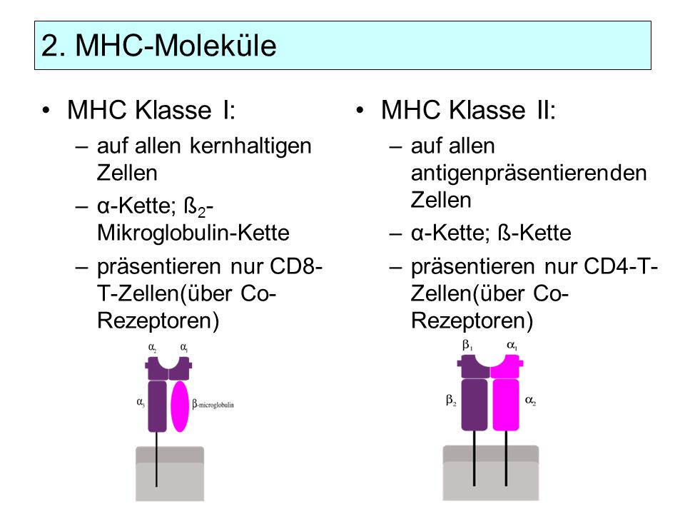 2. MHC-Moleküle MHC Klasse I: MHC Klasse II: