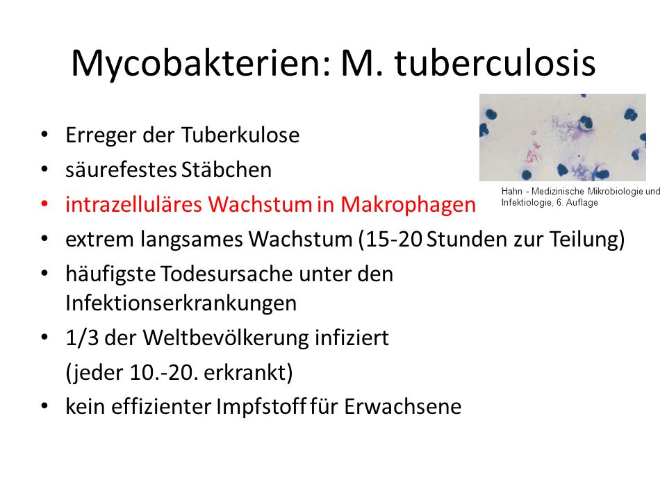 Mycobakterien: M. tuberculosis