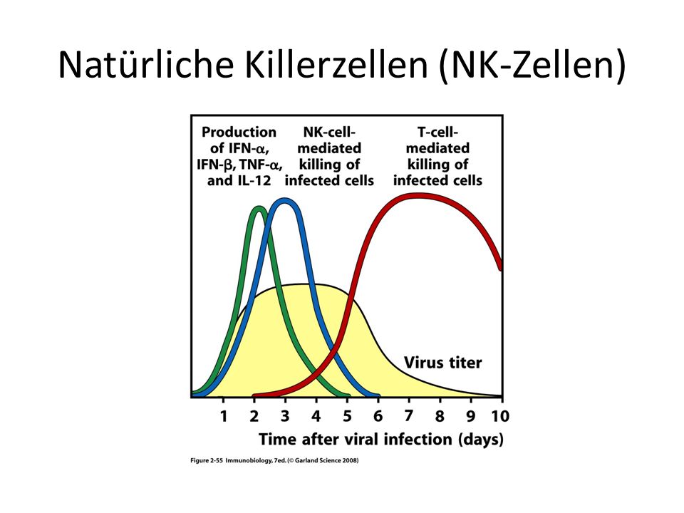 Natürliche Killerzellen (NK-Zellen)