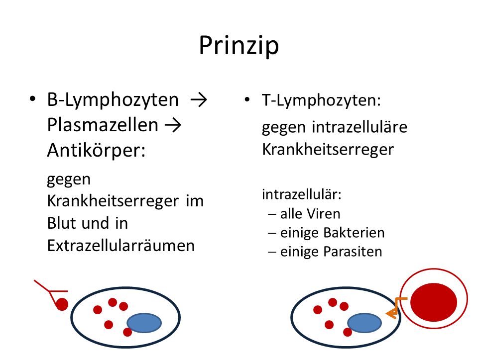 Prinzip B-Lymphozyten → Plasmazellen → Antikörper: T-Lymphozyten: