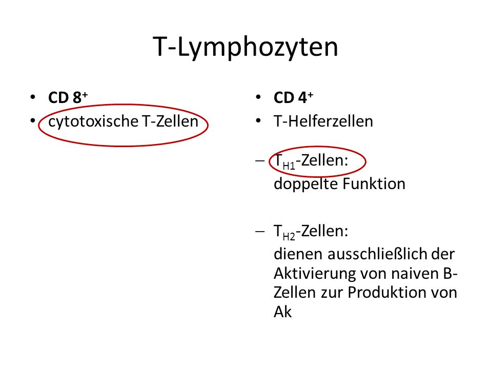 T-Lymphozyten CD 8+ cytotoxische T-Zellen CD 4+ T-Helferzellen