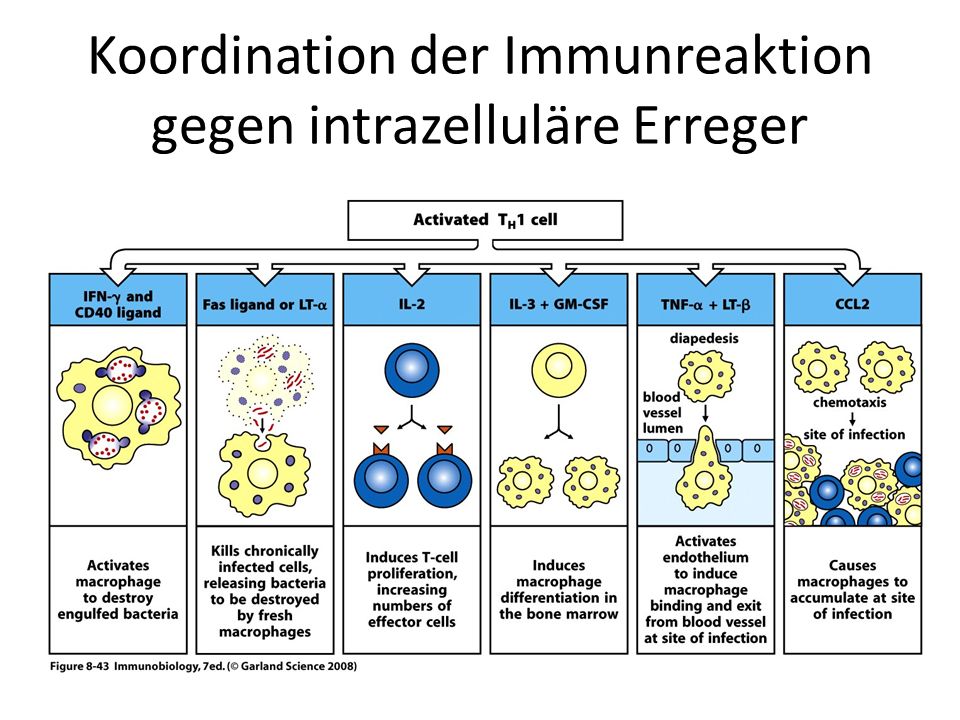 Koordination der Immunreaktion gegen intrazelluläre Erreger
