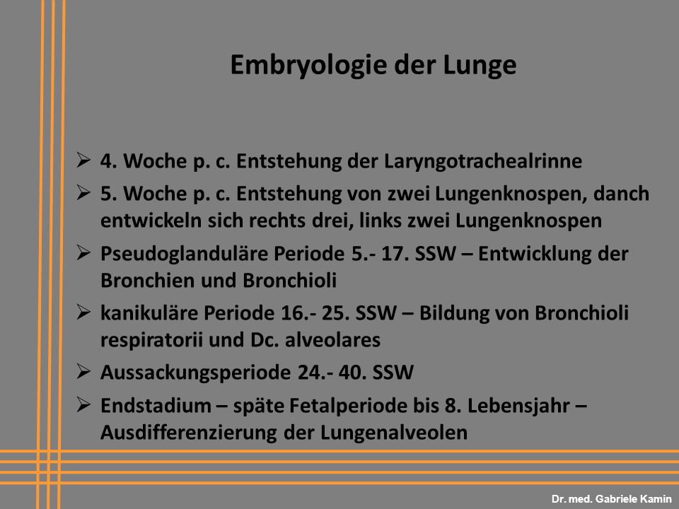Dr. med. Gabriele Kamin Embryologie der Lunge. 4. Woche p. c. Entstehung der Laryngotrachealrinne.