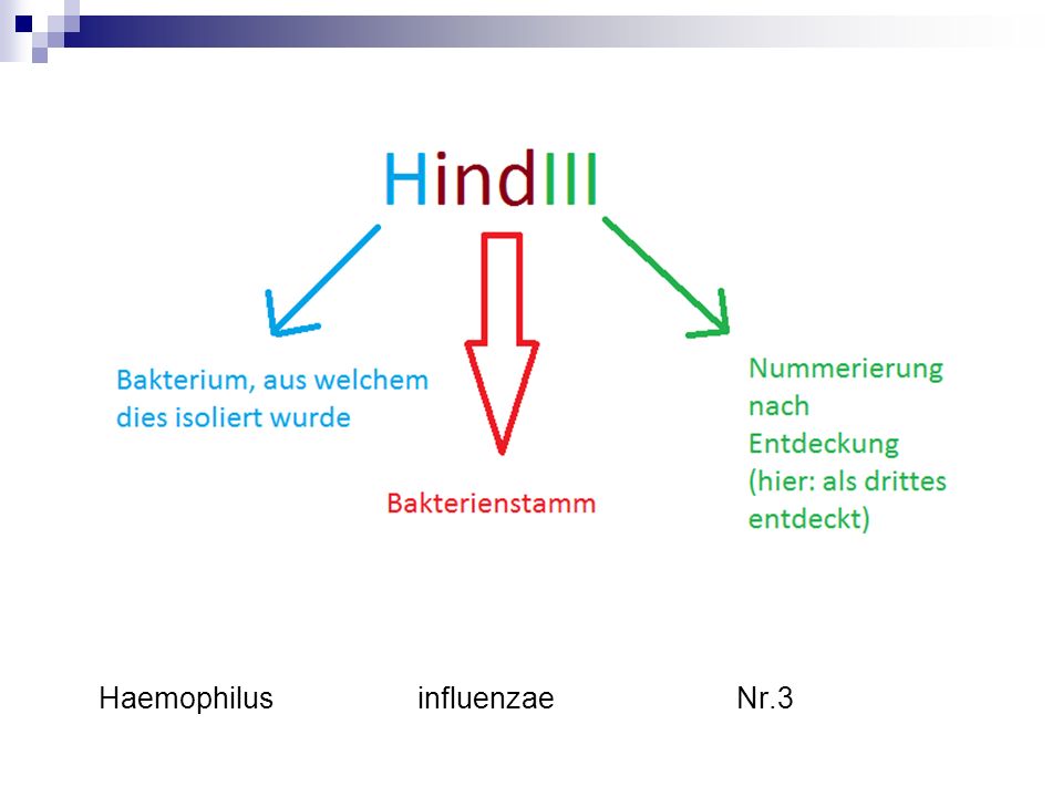 Haemophilus influenzae Nr.3