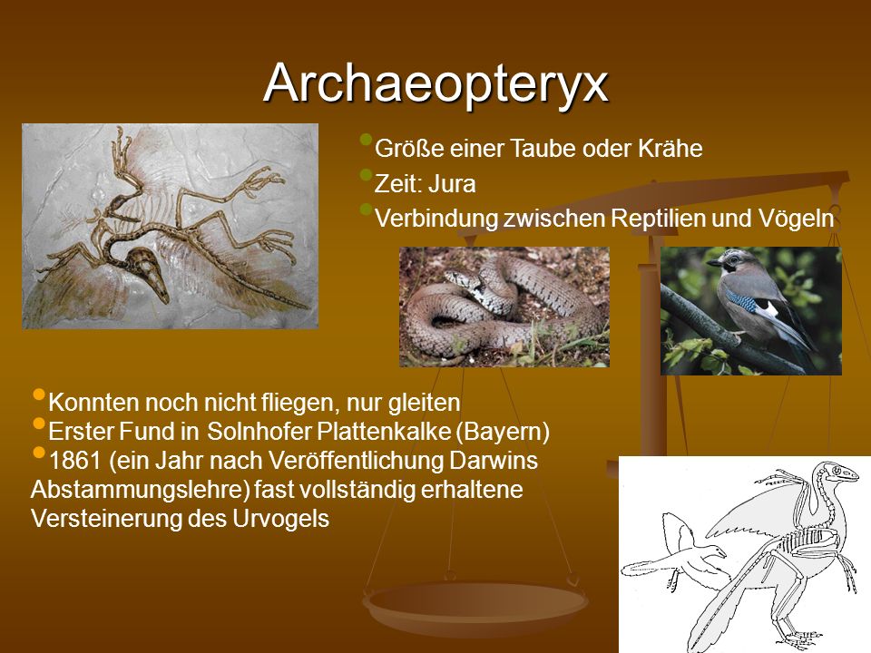 Archaeopteryx Größe einer Taube oder Krähe Zeit: Jura