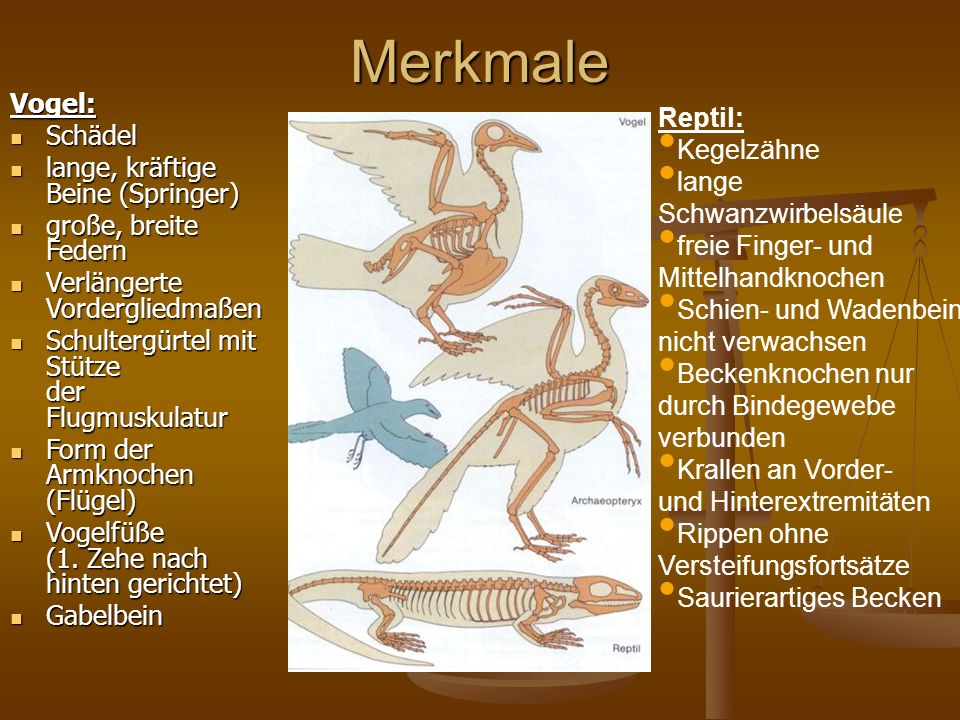 Merkmale Vogel: Reptil: Schädel Kegelzähne