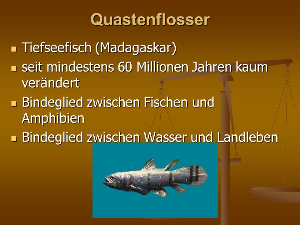 Quastenflosser Tiefseefisch (Madagaskar)