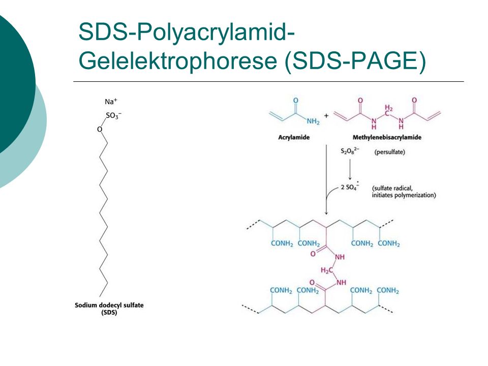 SDS-Polyacrylamid-Gelelektrophorese (SDS-PAGE)