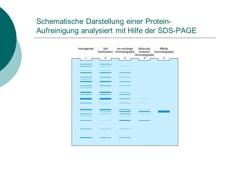 Schematische Darstellung einer Protein-Aufreinigung analysiert mit Hilfe der SDS-PAGE