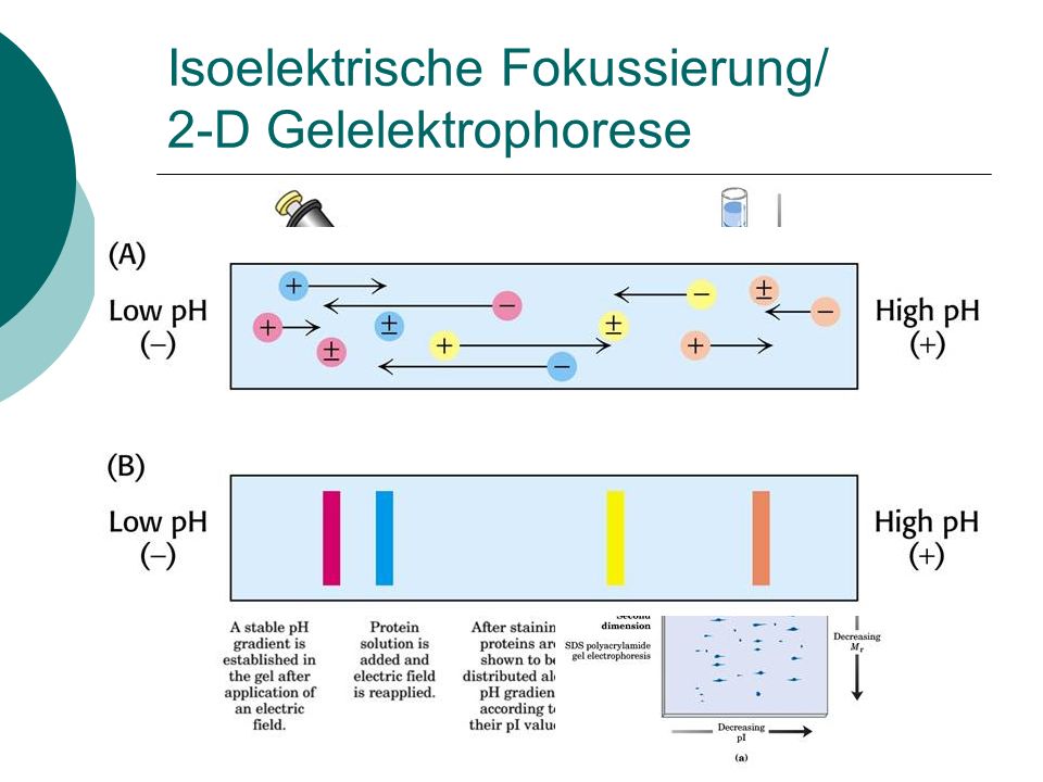 Isoelektrische Fokussierung/ 2-D Gelelektrophorese