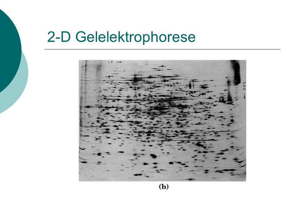 2-D Gelelektrophorese