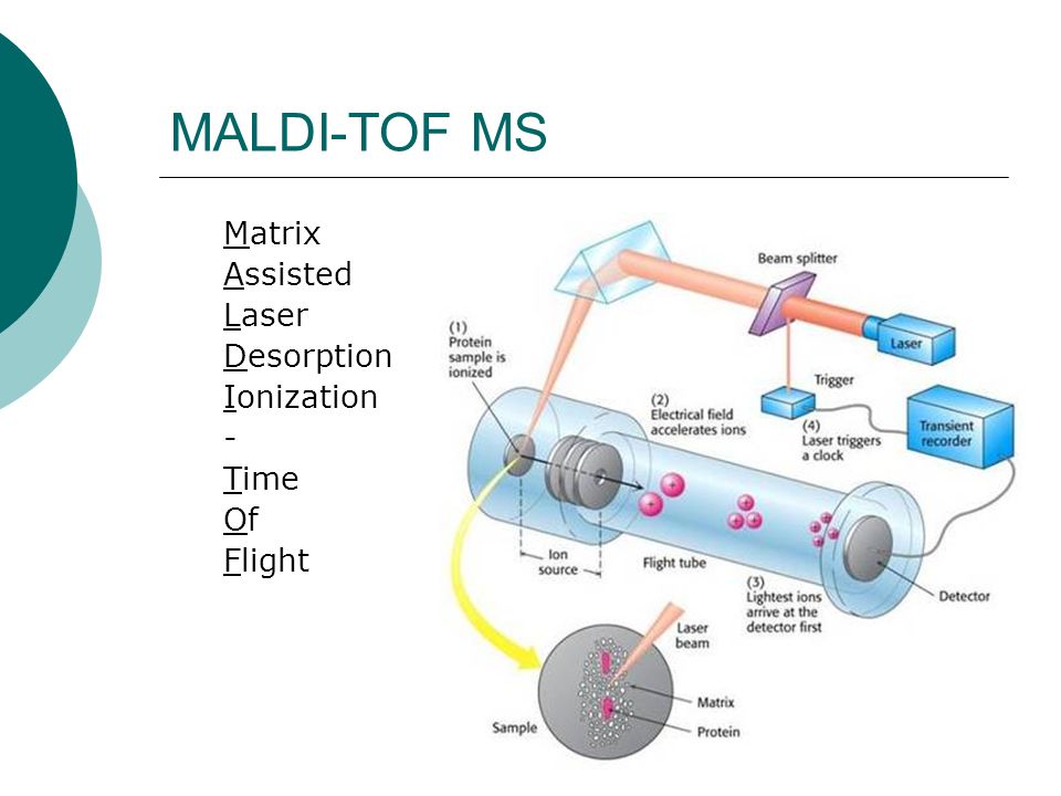 MALDI-TOF MS Matrix Assisted Laser Desorption Ionization - Time Of
