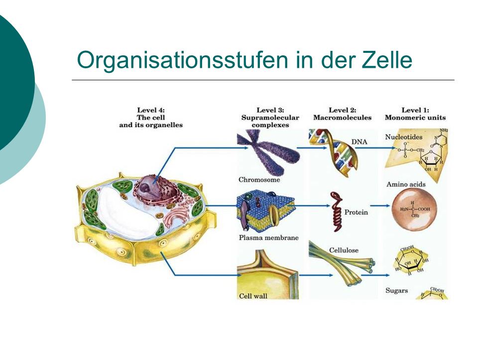 Organisationsstufen in der Zelle
